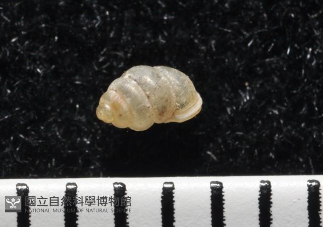 高山台灣芝麻蝸牛藏品圖，第3張