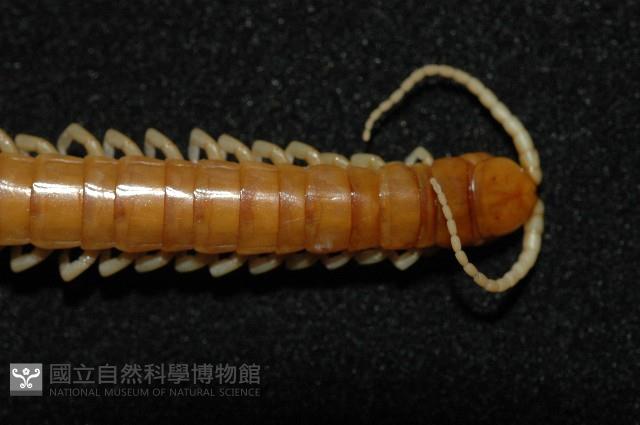 短棘盲蜈蚣藏品圖，第3張