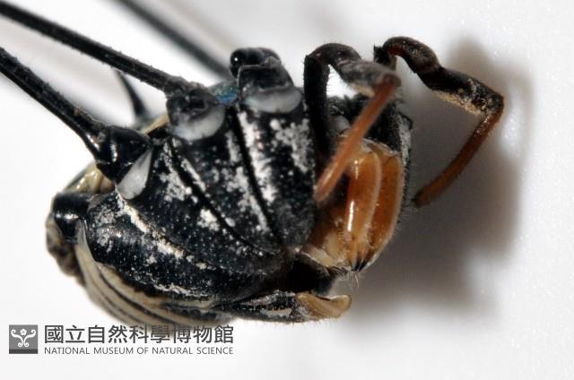 背斑偽盾刺盲蛛藏品圖，第3張