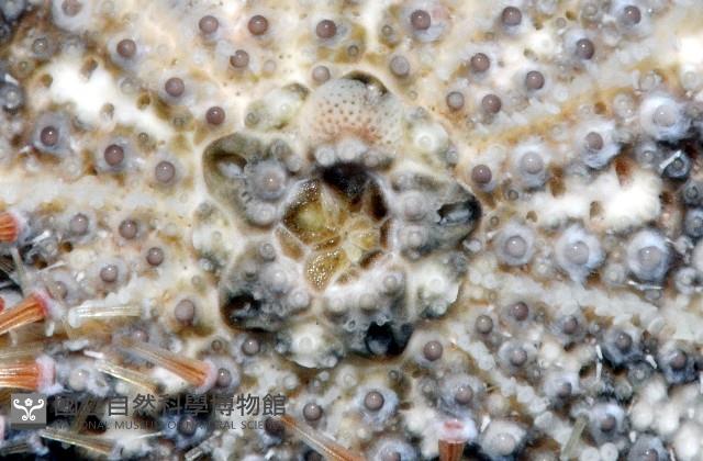 刻孔海膽藏品圖，第3張