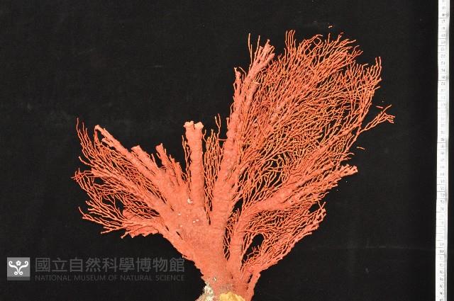 紅扇珊瑚藏品圖，第3張