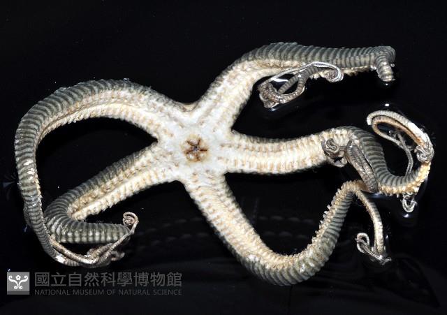 鞭枝蛇尾藏品圖，第3張