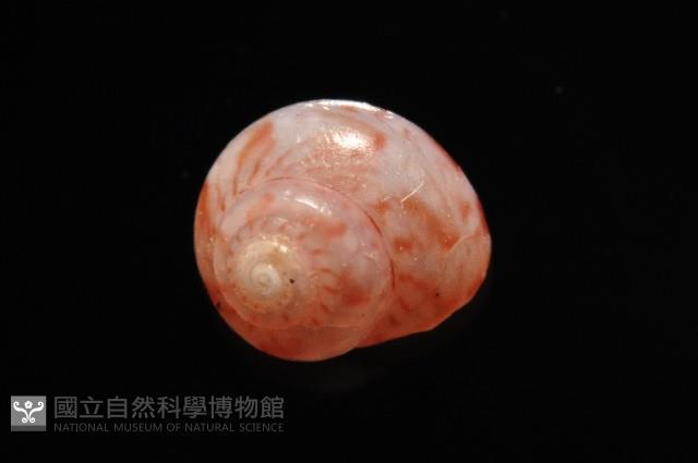 夏伊拉蠑螺藏品圖，第3張
