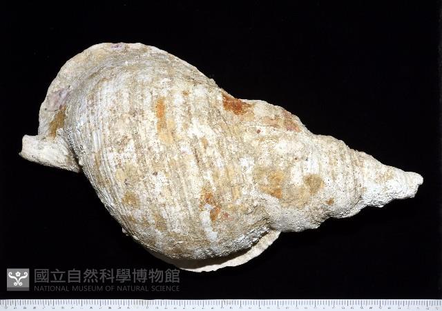 大法螺藏品圖，第3張