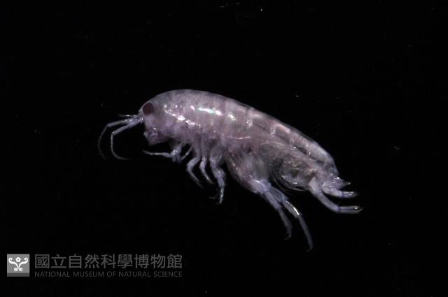 新種擊鉤蝦藏品圖，第3張