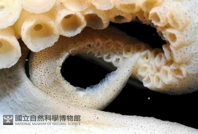 沙蛸(砂蛸、白線章魚)藏品圖，第3張