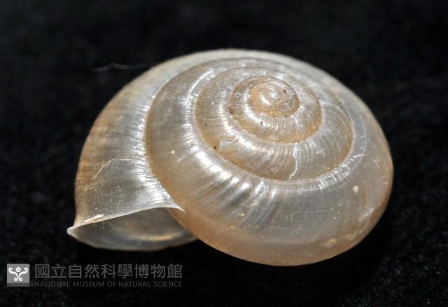 阿禮高腰蝸牛藏品圖，第3張
