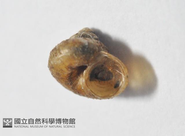 檜谷東洋蝸藏品圖，第3張