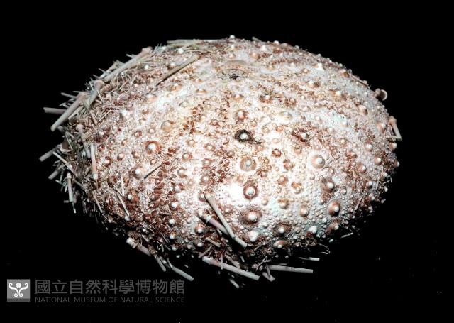 武裝月神海膽藏品圖，第3張