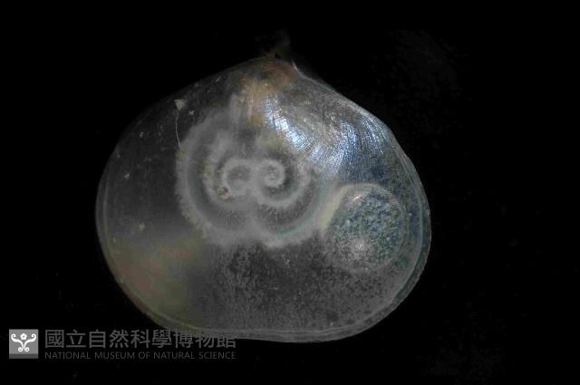 未知種新孔目酸漿貝藏品圖，第3張