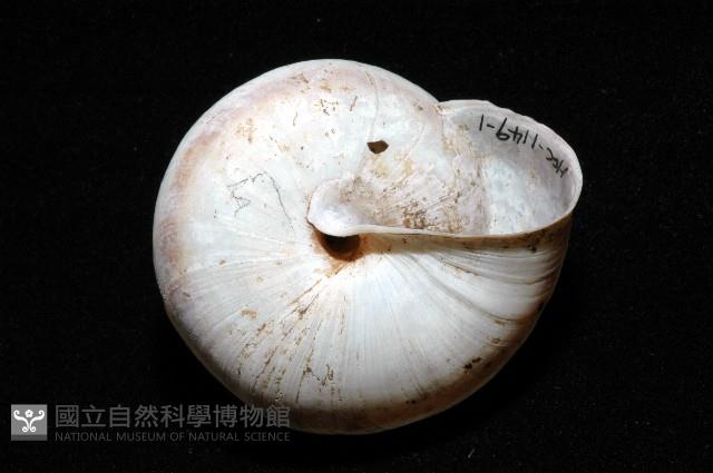 恆春栗蝸牛藏品圖，第3張