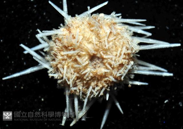未知種鋸海膽藏品圖，第3張