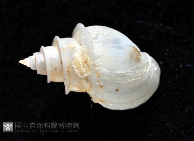 押方麂眼螺藏品圖，第3張