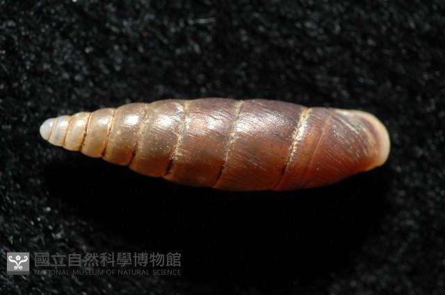 文德煙管蝸牛藏品圖，第3張