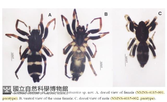 臺灣秘蛛藏品圖，第3張
