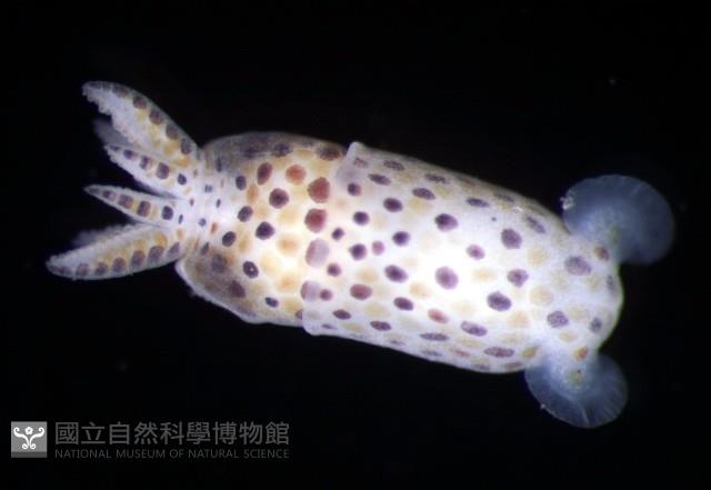 未知種微鰭烏賊藏品圖，第3張