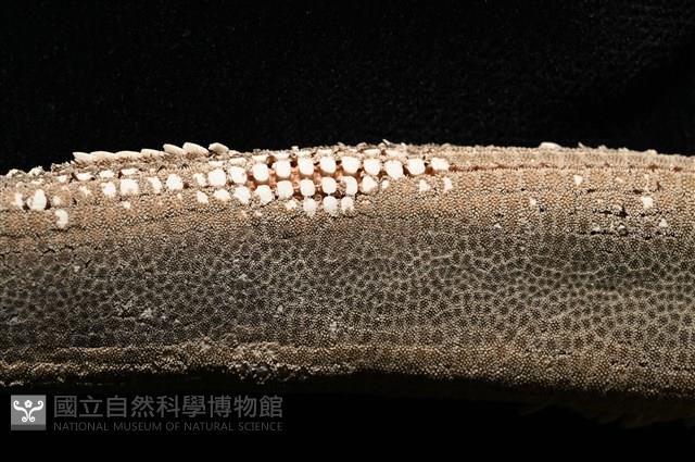 砂海星藏品圖，第3張