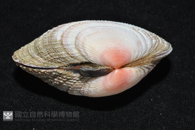 紫晃蛤藏品圖，第3張
