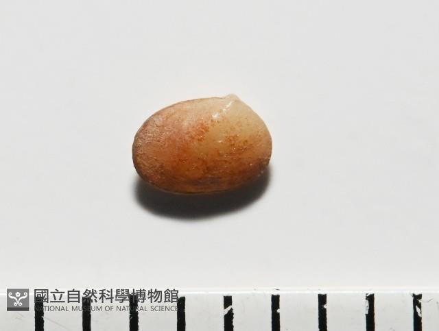 臺灣花瓣蛤藏品圖，第3張