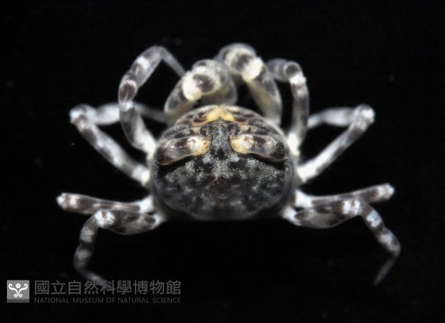 菲律賓股窗蟹藏品圖，第3張