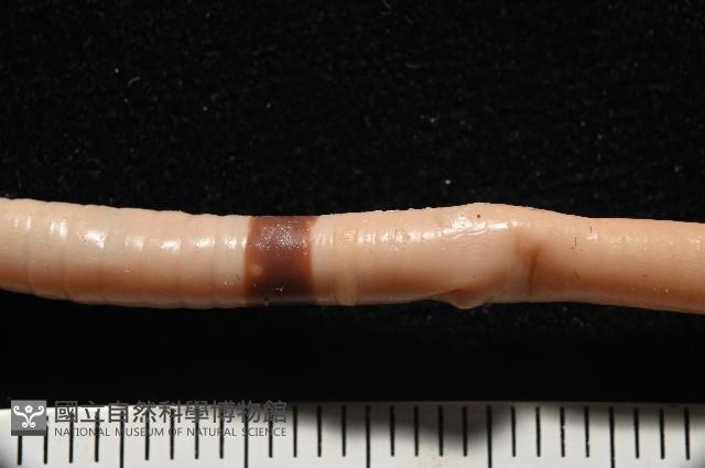 重期遠環蚓藏品圖，第3張
