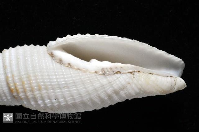 美少女筆螺藏品圖，第3張