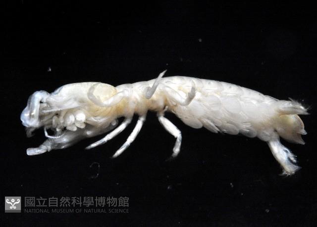 刺龍脊大沽氏蝦蛄藏品圖，第3張