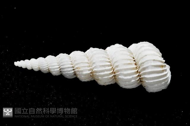 新種海螄螺藏品圖，第3張
