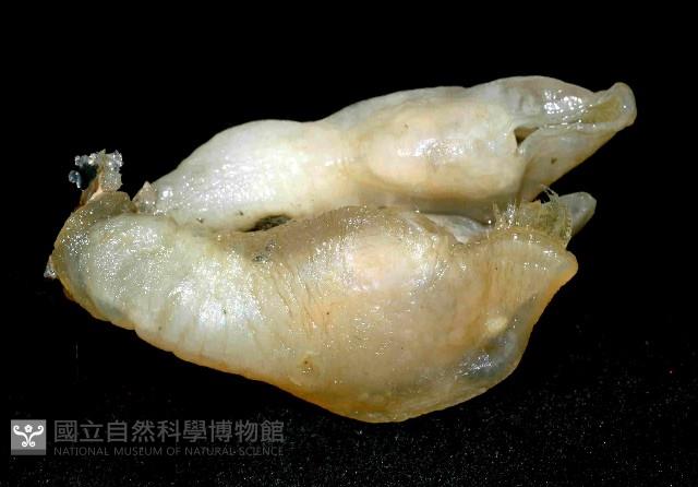 日本異茗荷藏品圖，第3張