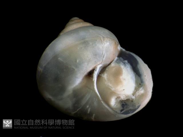 斑青山蝸牛藏品圖，第3張