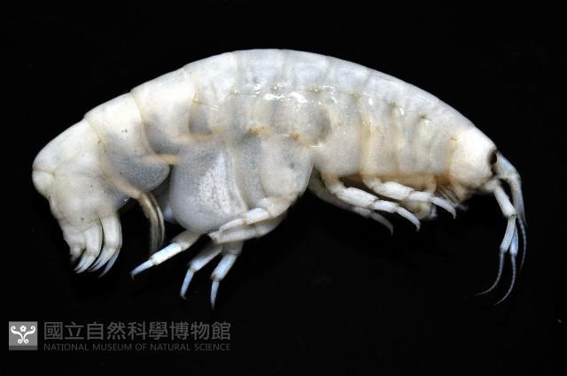 未知種深海鉤蝦藏品圖，第3張