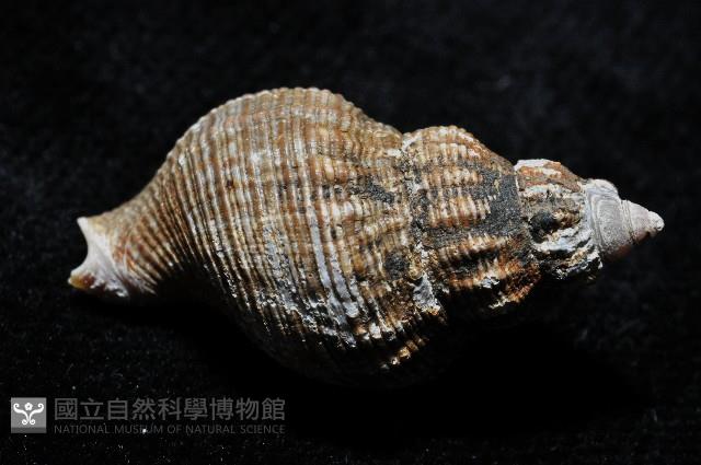 褐皮峨螺藏品圖，第3張