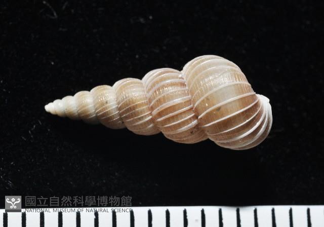 銹底海螄螺藏品圖，第3張