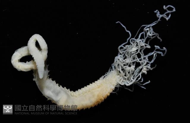 七股搓蟄蟲藏品圖，第3張
