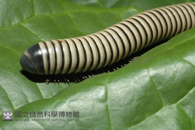 黑白山蛩藏品圖，第3張