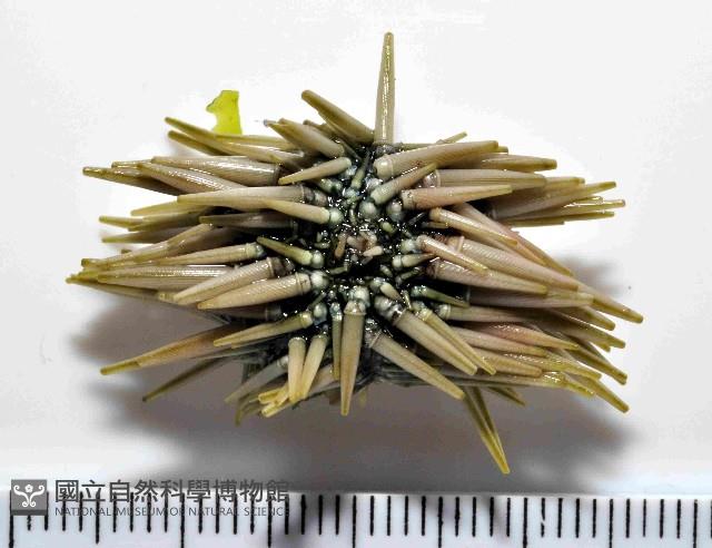 梅氏長海膽藏品圖，第3張