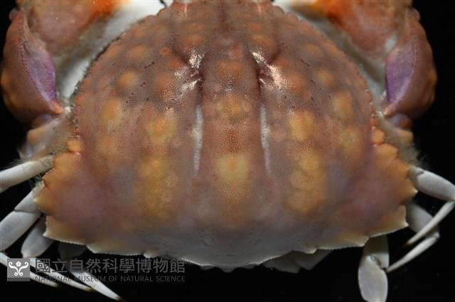 圓盾饅頭蟹藏品圖，第3張