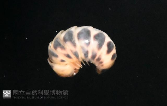 近條紋木球馬陸藏品圖，第3張