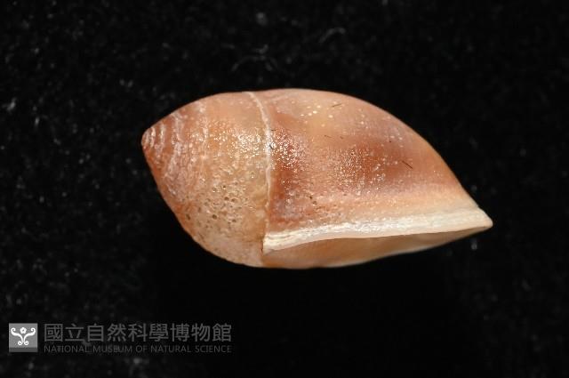鼴耳螺藏品圖，第3張