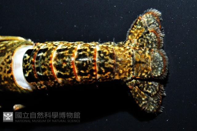 克氏原喇蛄藏品圖，第3張