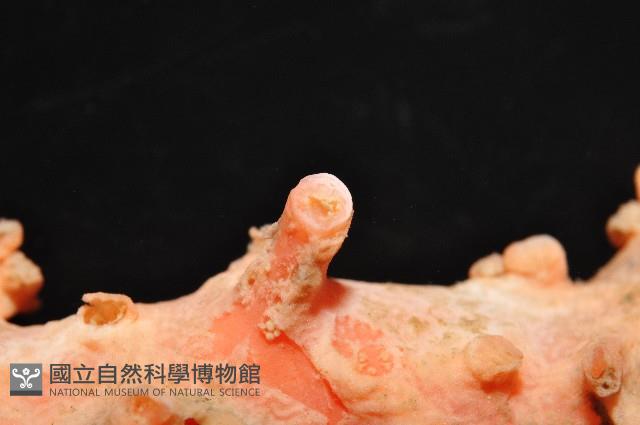 新種臺灣紅珊瑚藏品圖，第3張