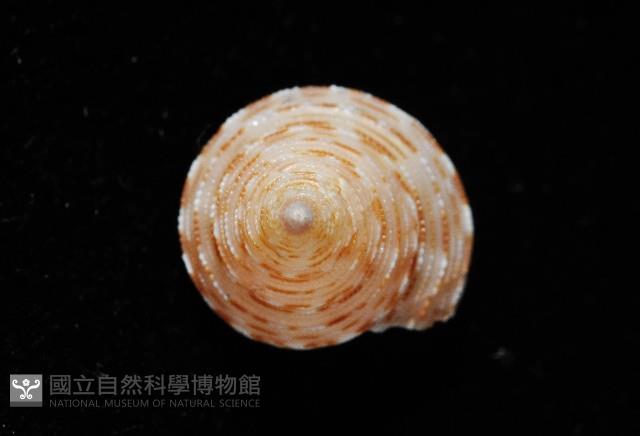 虛線鐘螺藏品圖，第3張