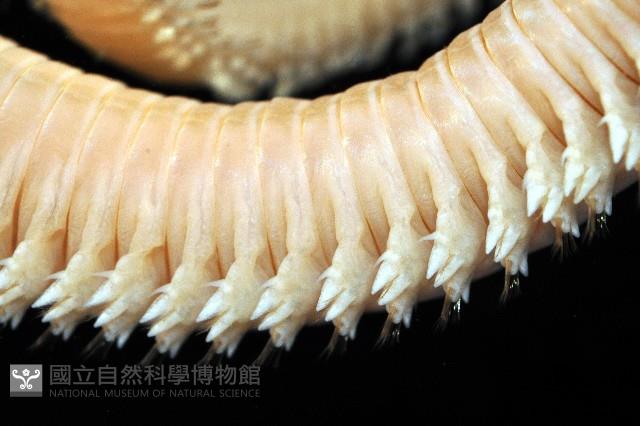 雙齒圍沙蠶藏品圖，第3張