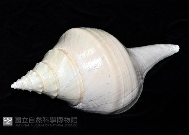 澳洲大香螺藏品圖，第3張