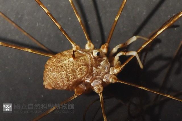 登錄號:007926-00001藏品圖，第3張