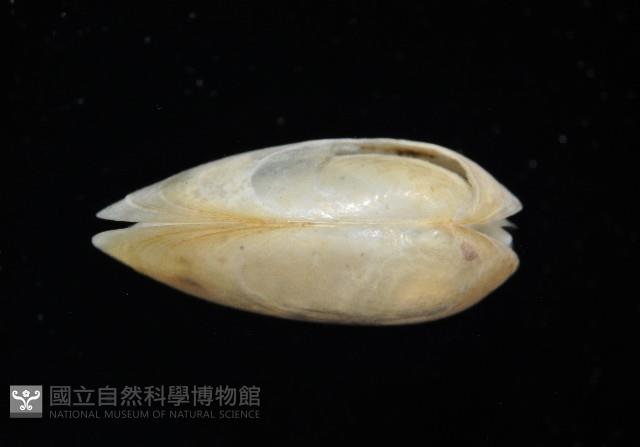臺灣原蚌蟲藏品圖，第3張