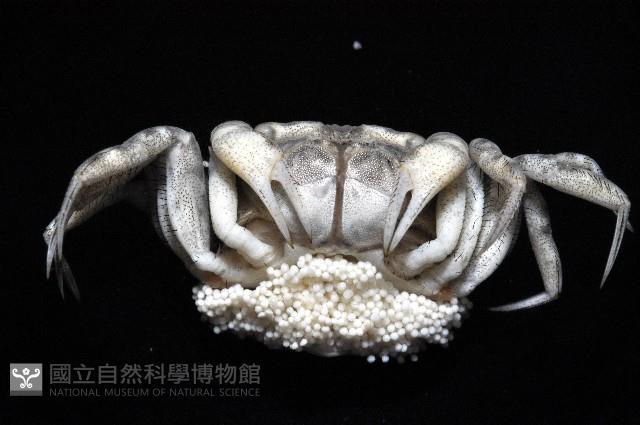 沈氏股窗蟹藏品圖，第3張