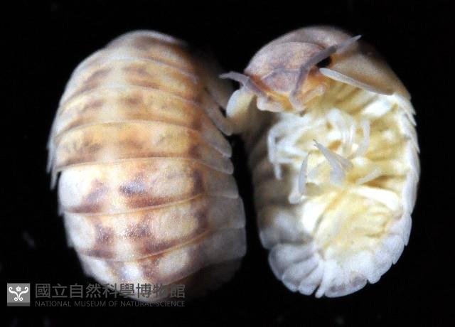 未知種球鼠婦藏品圖，第3張