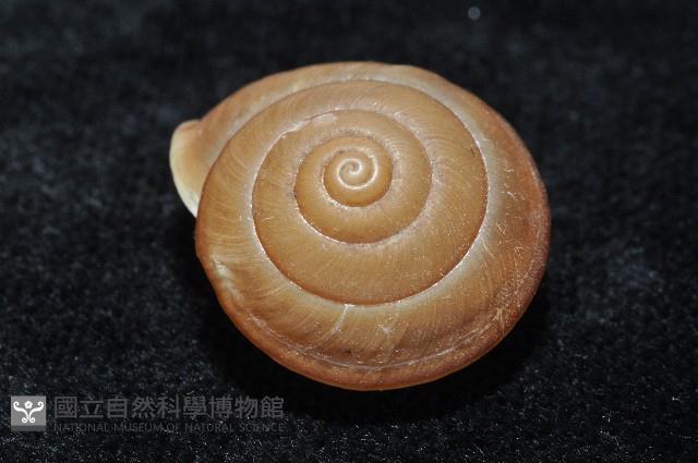 鱗高腰蝸牛(鱗菱蝸牛)藏品圖，第3張