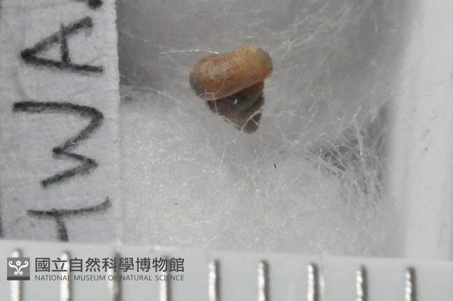 知本小班蝸藏品圖，第3張